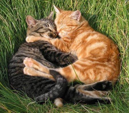 chat